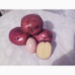 Продам товарный картофель,розовых сортов