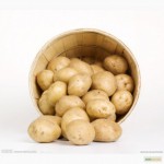 Картофель Забава семенной, опт от 10 тонн