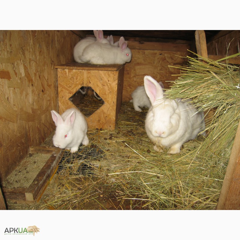 Фото 6. Продам кроликов новозеландцев и калифорнийцев