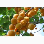 Продам абрикосы от население