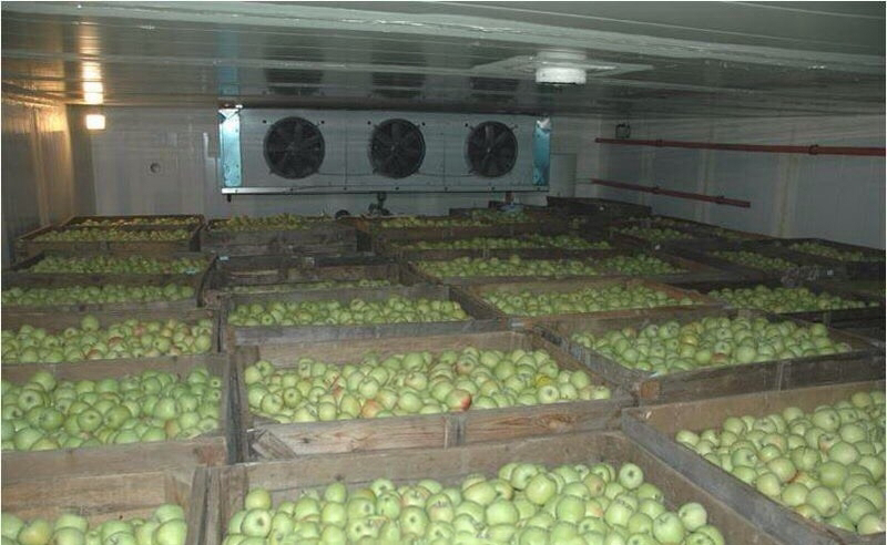 Продам яблоко на експорт з холодильника