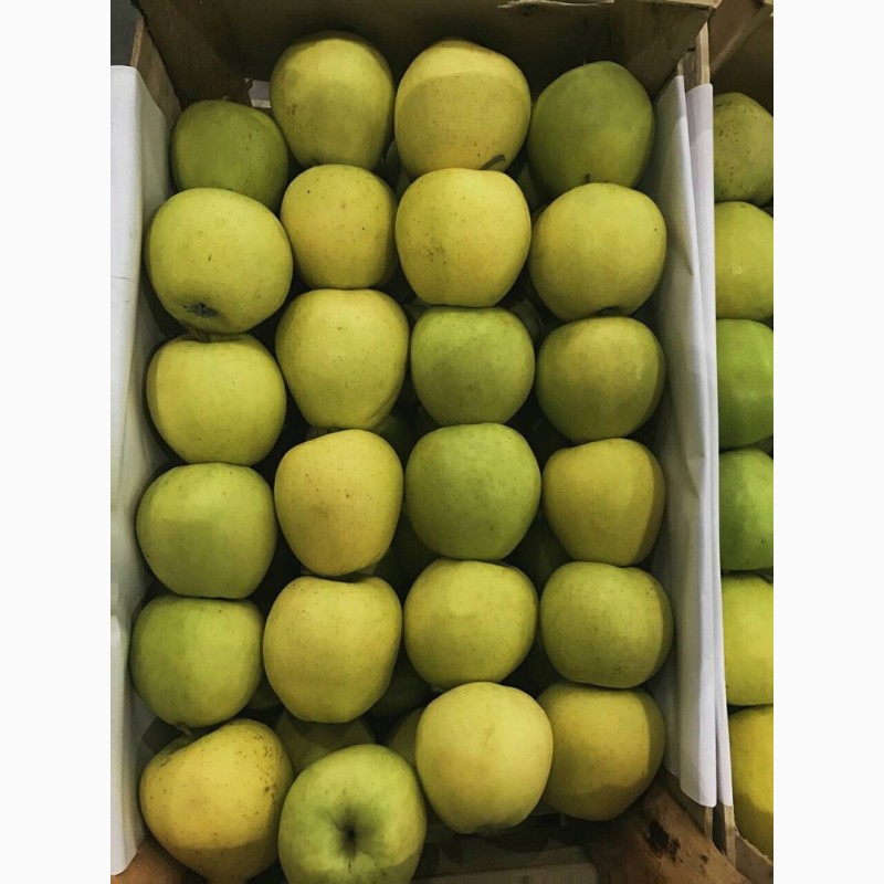 Фото 2. Продам яблоко на експорт з холодильника