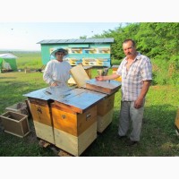 Бджолосім’ї карпатських бджіл доставка