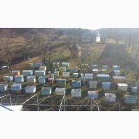 Бджолосім’ї карпатських бджіл доставка