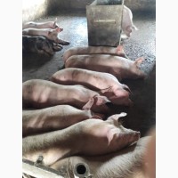 Продаю свині