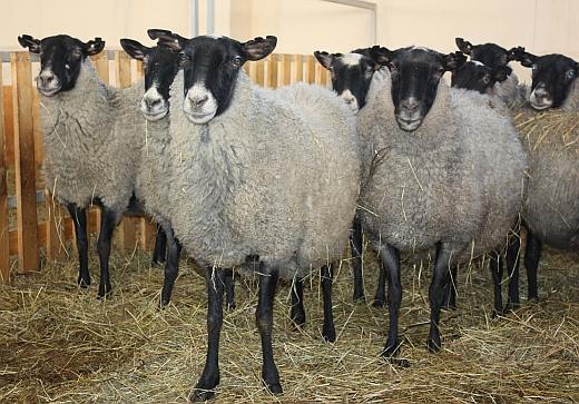 Фото 2. Романовские овцы Экспорт в Турцию