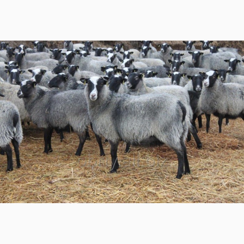 Фото 3. Романовские овцы Экспорт в Турцию