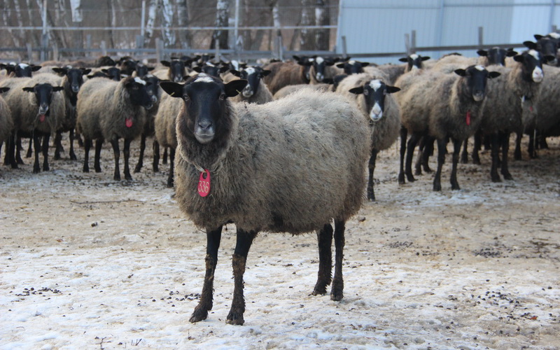 Фото 4. Романовские овцы Экспорт в Турцию