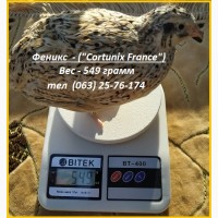 Яйца инкубационные перепела Феникс Золотистый - (France)