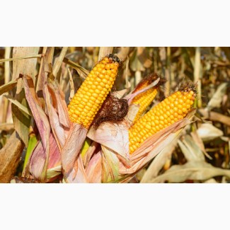 Гібрид насіння кукурудзи Яніс (ФАО-270)