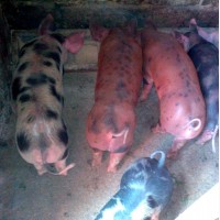 Продам свиней живой вес от 150 кг