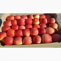 Продам яблоки Чемпіон, Пінова, Флорина и др., хранение в холодильнике (экспорт)