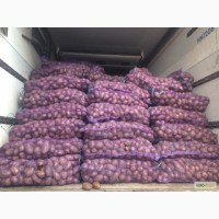 Продам картоплю з Білорусії