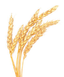 Фото 3. Куплю пшеницу оптом. Есть возможность самовывоза