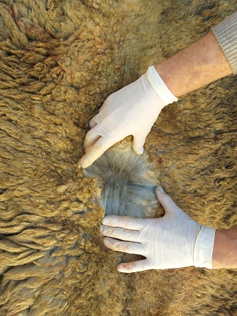 Фото 3. Продаем шкуры овец меринос из Испании