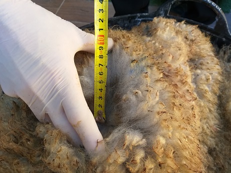 Фото 6. Продаем шкуры овец меринос из Испании