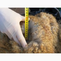 Продаем шкуры овец меринос из Испании
