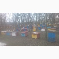Пчелосеми Пчелопакеты Отводки Одесская обл 2021
