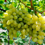 Фото 2. Самые крупные привитые сорта винограда