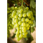 Фото 3. Самые крупные привитые сорта винограда