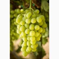 Самые крупные привитые сорта винограда
