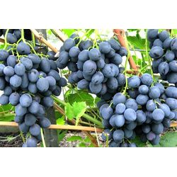 Фото 4. Самые крупные привитые сорта винограда