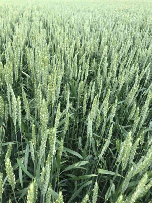Фото 2. Семена ранней озимой пшеницы Феликс- 1реп.(Германия)