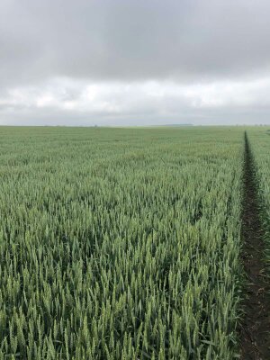 Фото 3. Семена ранней озимой пшеницы Феликс- 1реп.(Германия)