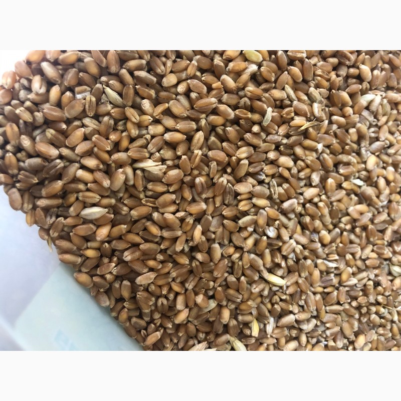 Фото 5. Семена ранней озимой пшеницы Феликс- 1реп.(Германия)