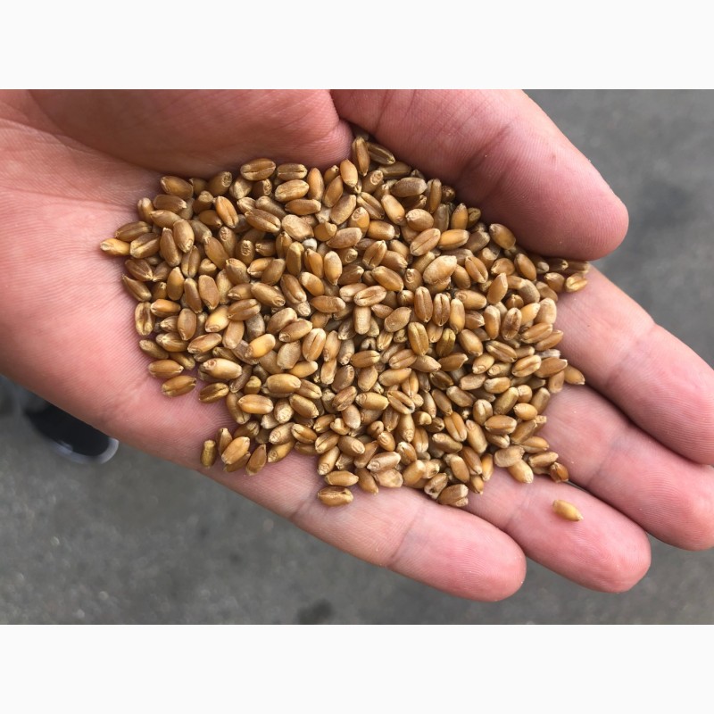 Фото 6. Семена ранней озимой пшеницы Феликс- 1реп.(Германия)