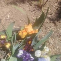 Карликовые ирисы 15 расцветок