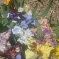 Фото 3. Карликовые ирисы 15 расцветок