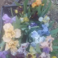Фото 4. Карликовые ирисы 15 расцветок