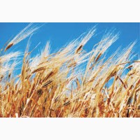 Семена озимой пшеницы ЖУРАВКА ОДЕССКАЯ