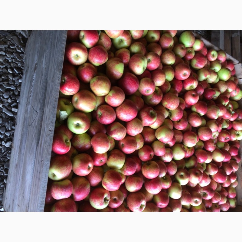 Фото 3. Продам яблука з саду урожай 2021 року