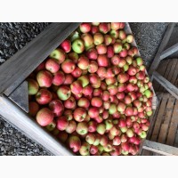 Продам яблука з саду урожай 2021 року