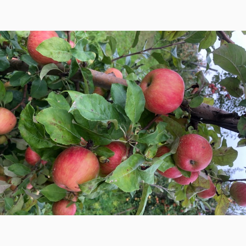 Фото 5. Продам яблука з саду урожай 2021 року