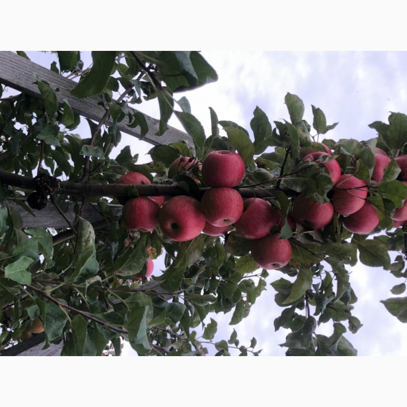 Фото 6. Продам яблука з саду урожай 2021 року