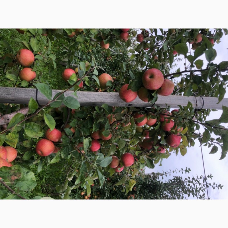 Фото 7. Продам яблука з саду урожай 2021 року