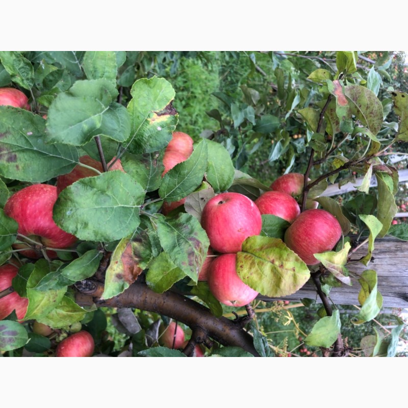 Фото 8. Продам яблука з саду урожай 2021 року
