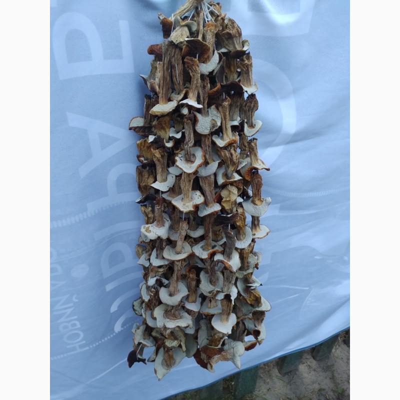 Фото 2. Продам білі гриби, сушені, 1 сорту