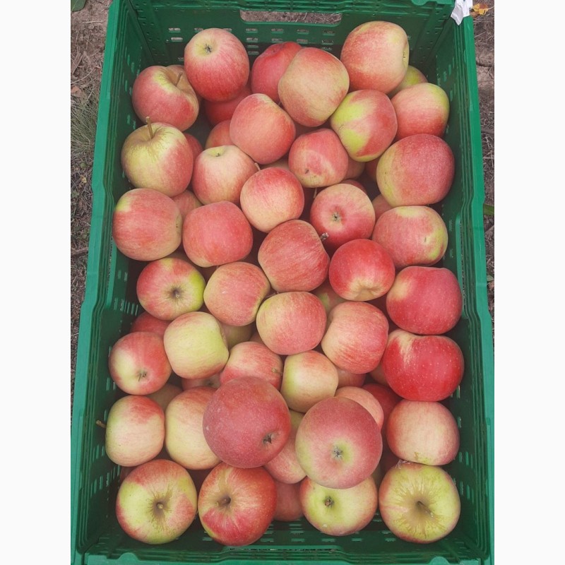 Фото 6. Продам яблука, урожай 2022 року