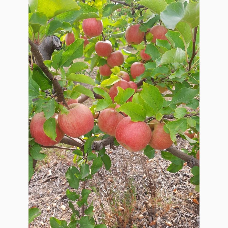 Фото 7. Продам яблука, урожай 2022 року