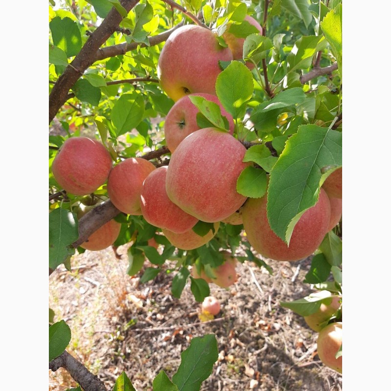 Фото 2. Продам яблука, урожай 2022 року