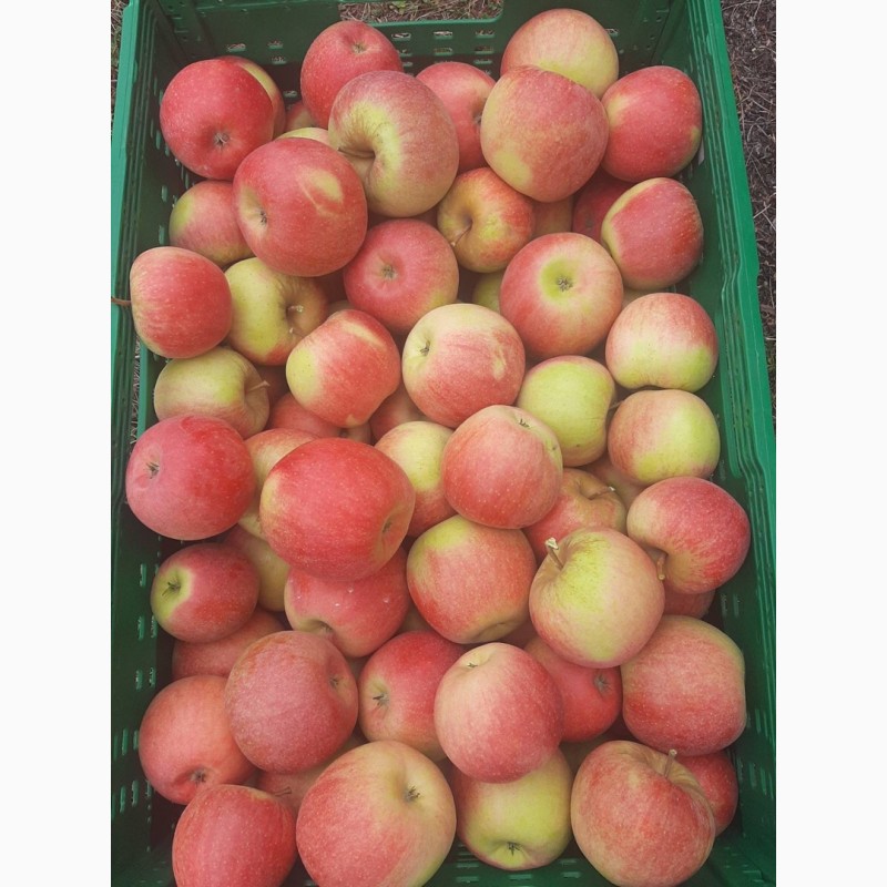 Фото 5. Продам яблука, урожай 2022 року