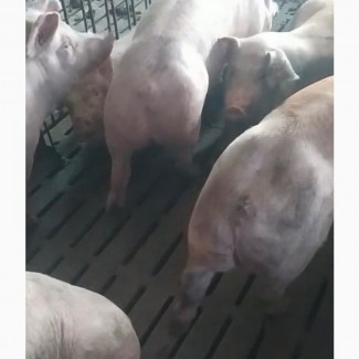 Поросята свині 75-85 кг