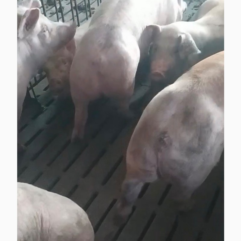 Поросята свині 40-60-80 кг