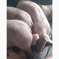 Поросята свині 75-85 кг