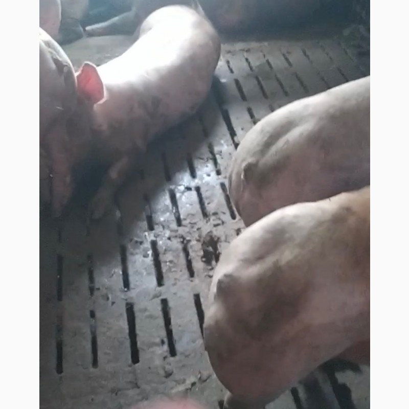 Фото 3. Поросята свині 40-60-80 кг