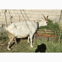 Продам высокоудойную зааненскую козу